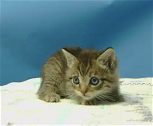 Unknown - Domestic Short Hair