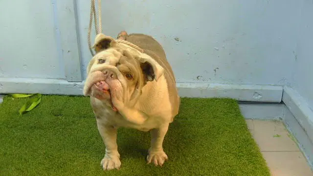 Mary Jane - English Bulldog