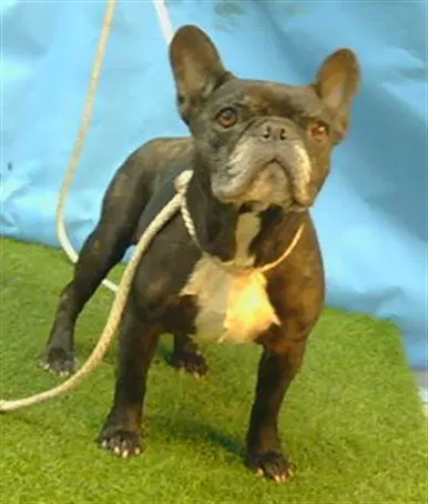 Unknown - French Bulldog