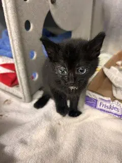 Ryo - Domestic Short Hair