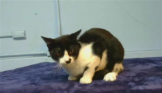 Astro - Domestic Short Hair