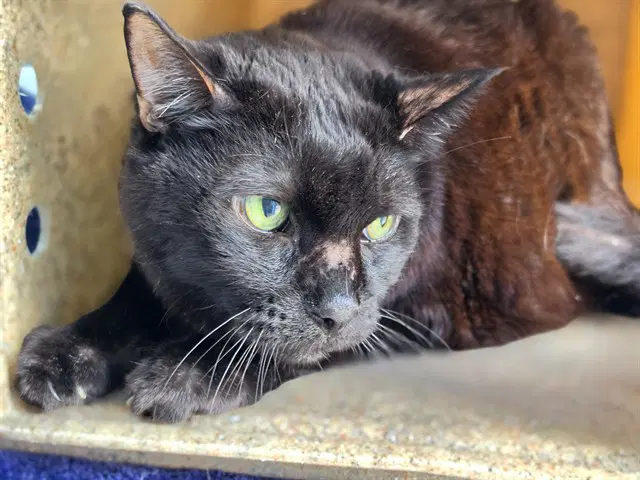 Sammy - Domestic Short Hair