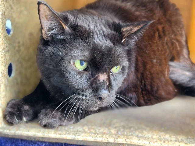 Sammy