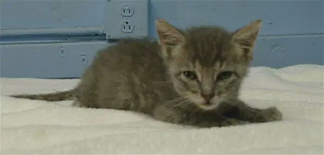 Da Baby - Domestic Short Hair