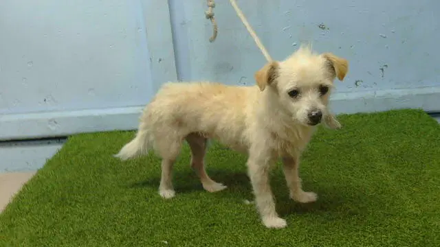 Kershaw-Spike - Terrier
