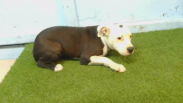 Jackson - Pit Bull Terrier