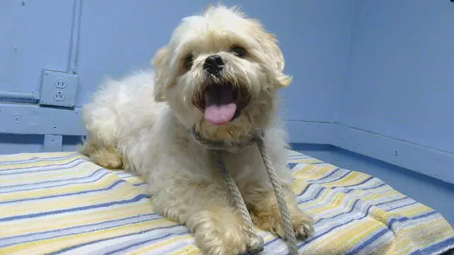 Simon - Lhasa Apso