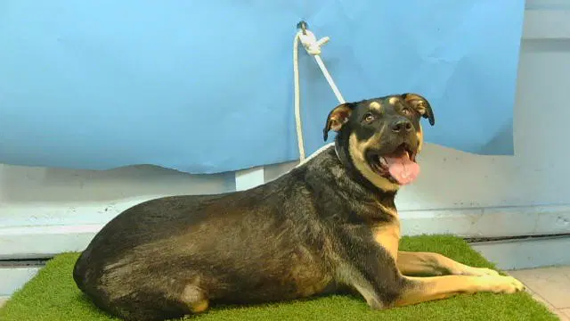 Lady-Sally - Rottweiler