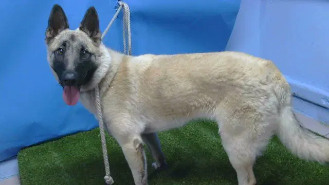 Trinity - German Shepherd Dog