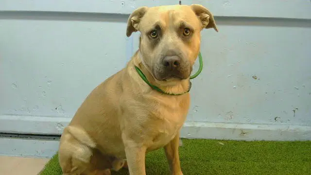 Unknown - Pit Bull Terrier