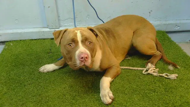 Coffee Cake - Pit Bull Terrier