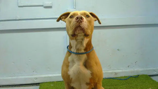 Garth - Pit Bull Terrier