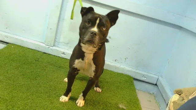 Unknown - Pit Bull Terrier