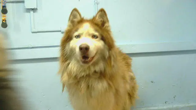 Blaze - Alaskan Malamute