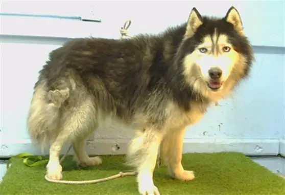 Coal - Alaskan Malamute
