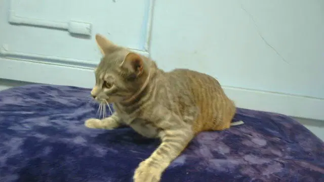 Unknown - Domestic Short Hair