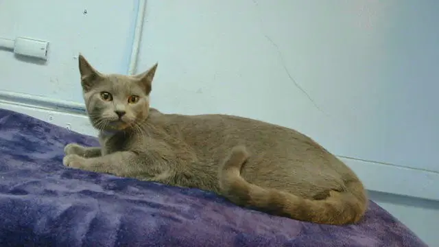 Unknown - Domestic Short Hair