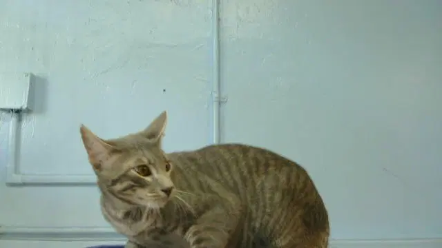 Unknown - Domestic Short Hair