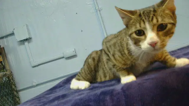 Unknown - Domestic Short Hair