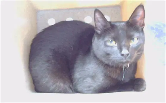 Oreo - Domestic Short Hair
