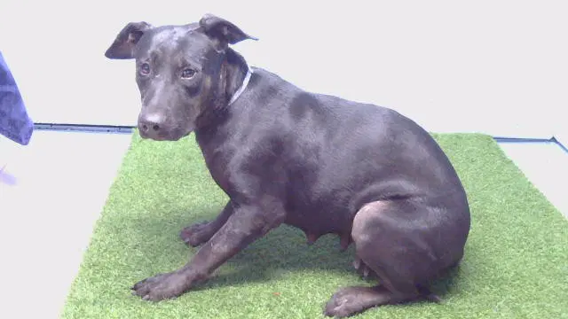 Unknown - Labrador Retriever