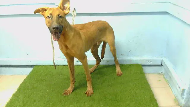 Unknown - Belgian Shepherd Malinois