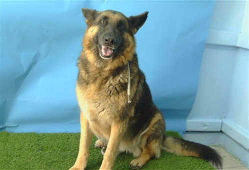 SOPHIE, a dog for adoption from Los Angeles County Animal Control - Carson