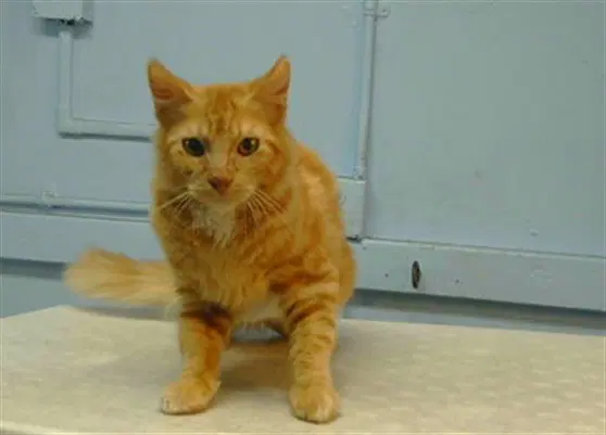 Unknown - Domestic Short Hair