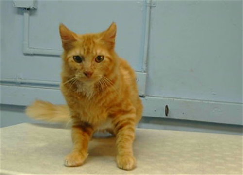 A5802017, a cat for adoption from Los Angeles County Animal Control - Carson