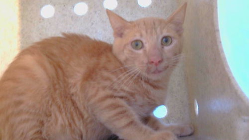 A5802682, a cat for adoption from Los Angeles County Animal Control - Carson