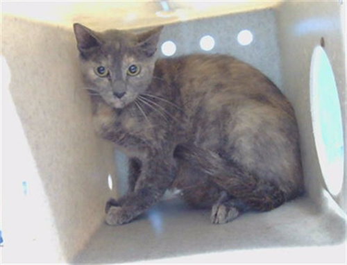 A5802804, a cat for adoption from Los Angeles County Animal Control - Carson