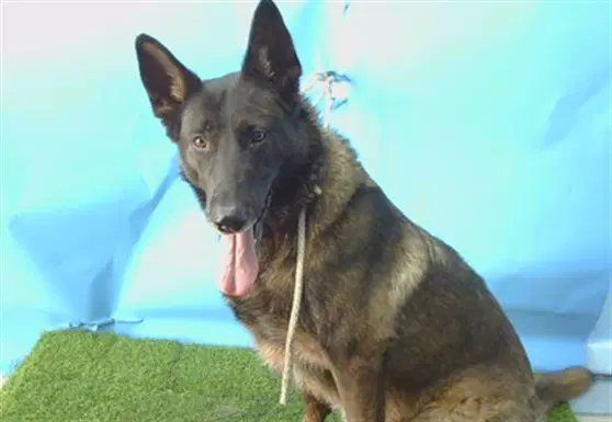 Brooklyn - Belgian Shepherd Malinois