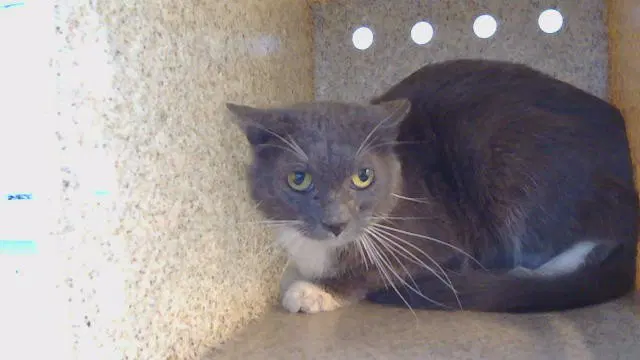 Unknown - Domestic Short Hair
