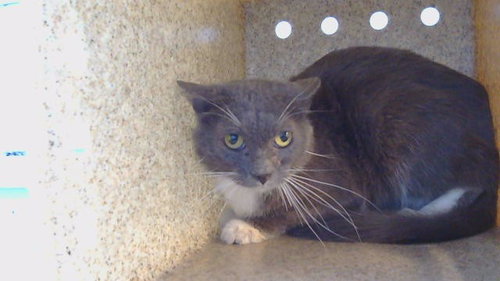 A5802015, a cat for adoption from Los Angeles County Animal Control - Carson