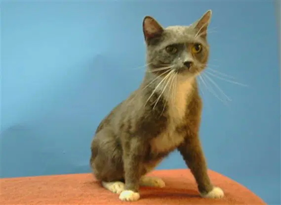Unknown - Domestic Short Hair