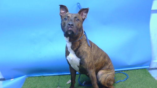 CYNTHIA, a dog for adoption from Los Angeles County Animal Control - Carson
