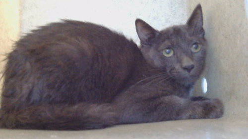 A5802960, a cat for adoption from Los Angeles County Animal Control - Carson