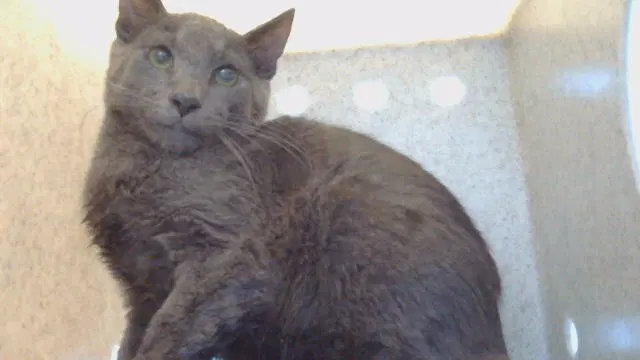 Matty - Domestic Short Hair