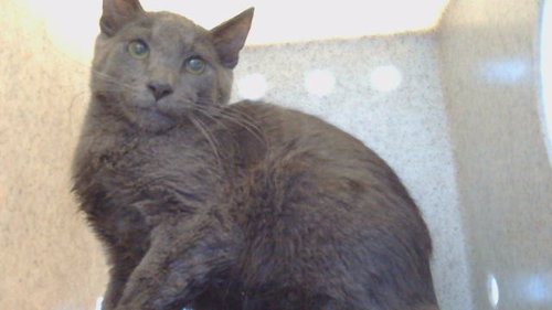 A5802961, a cat for adoption from Los Angeles County Animal Control - Carson