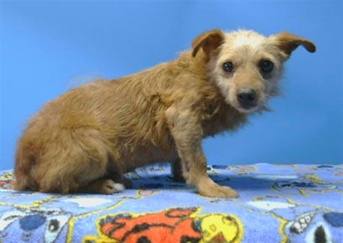 THEO, a dog for adoption from Los Angeles County Animal Control - Carson