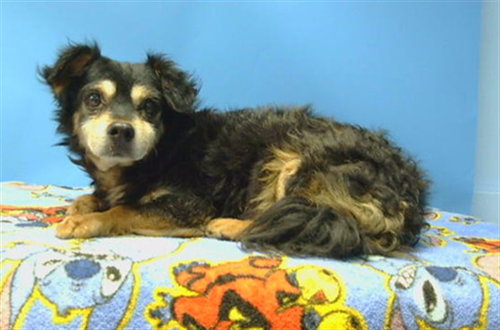 TEDDY, a dog for adoption from Los Angeles County Animal Control - Carson