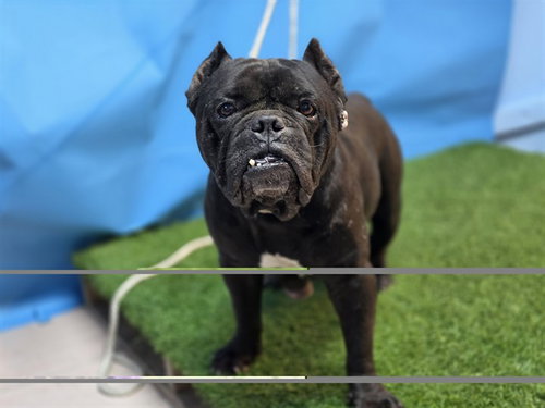 A5802977, a dog for adoption from Los Angeles County Animal Control - Carson