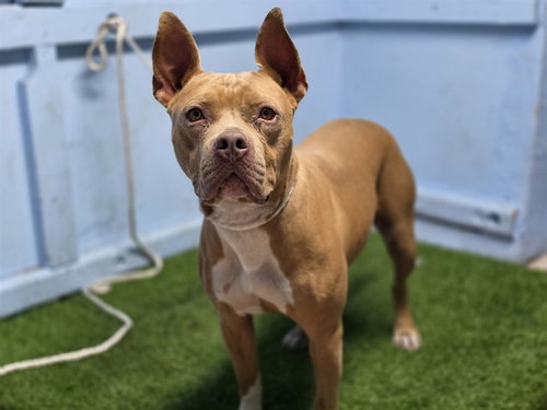 LOLA, a dog for adoption from Los Angeles County Animal Control - Carson