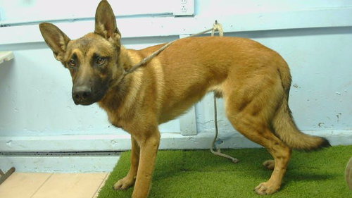 A5801203, a dog for adoption from Los Angeles County Animal Control - Carson