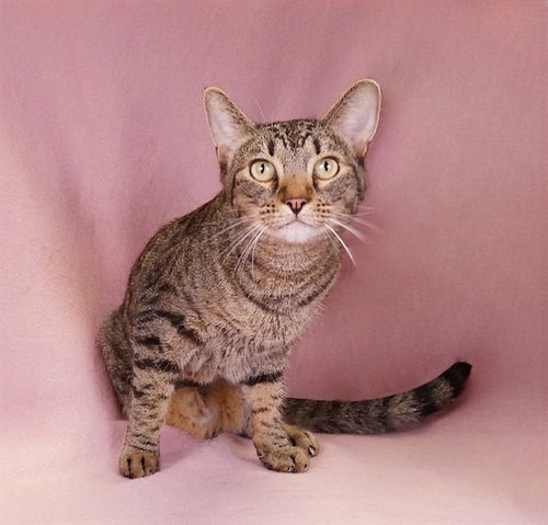 TABBY, a cat for adoption from Los Angeles County Animal Control - Carson