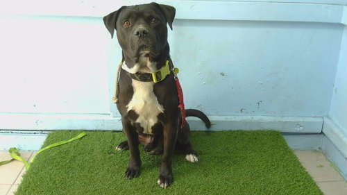 LANCE, a dog for adoption from Los Angeles County Animal Control - Carson