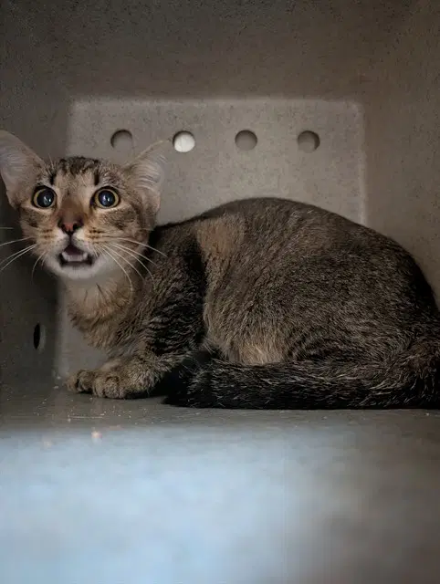 Carmen - Domestic Short Hair