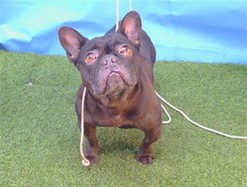 SPARKLES, a dog for adoption from Los Angeles County Animal Control - Carson