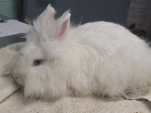 WINTER, a rabbit for adoption from Los Angeles County Animal Control - Carson