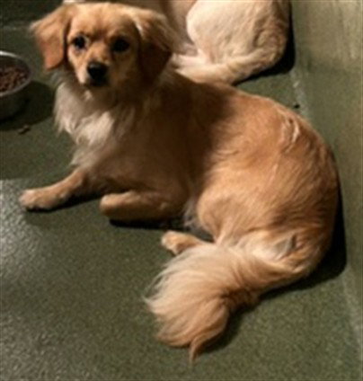 TONY, a dog for adoption from Los Angeles County Animal Control - Carson